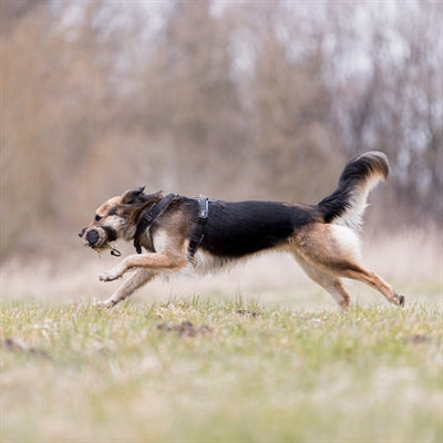 Trixie Snackdummy Kunstvacht